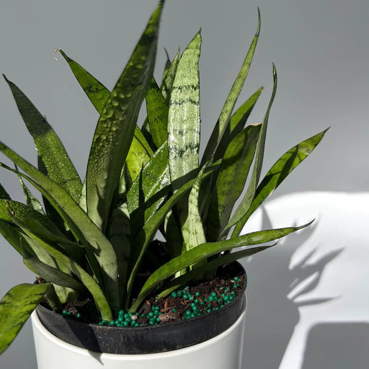 Sansevieria Silver Streak snake plant with variegated green leaves in a pot with teal beads on Tampa Home & Garden Store