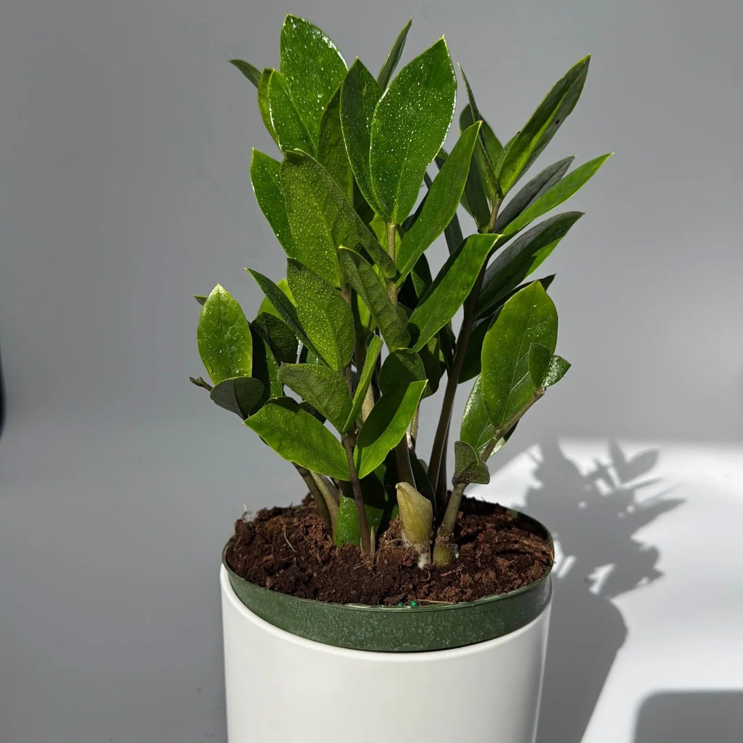 Zamioculcas (Planta ZZ)