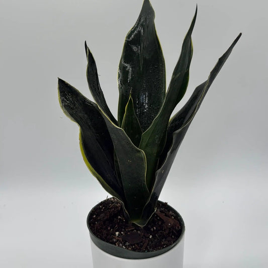 Sansevieria Fabi compact snake plant in a small pot with dark green leaves edged in yellow on Tampa Home & Garden Store