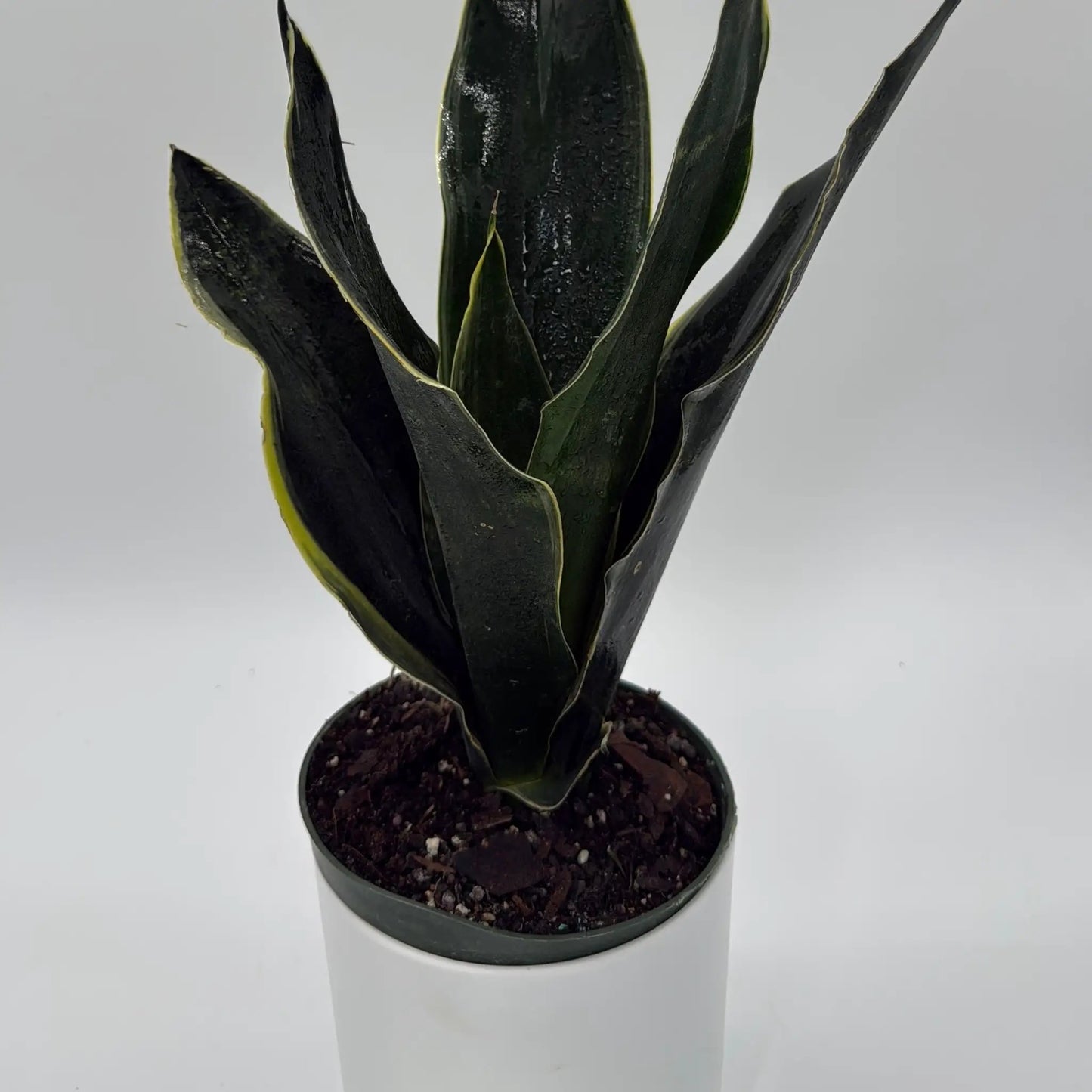 Sansevieria 'Fabi' - Tampa Home & Garden Store