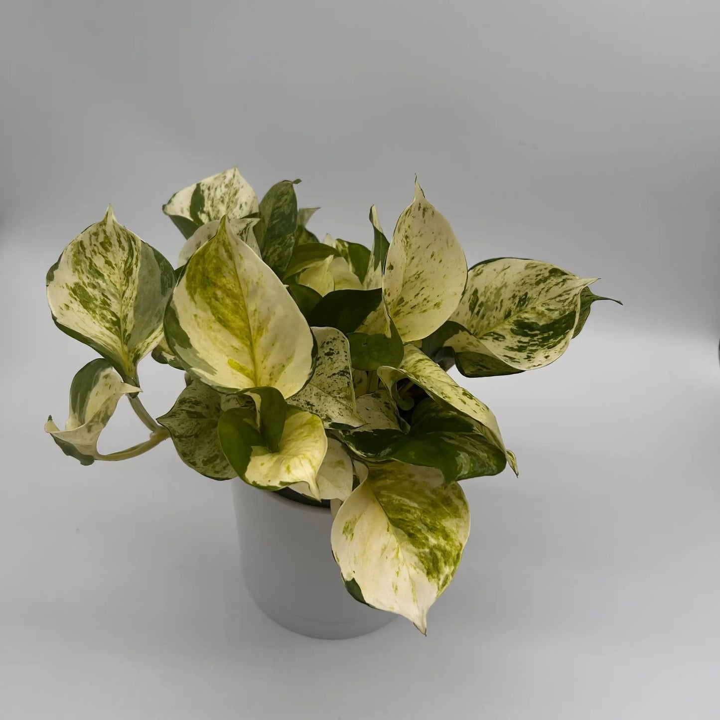 Pothos Manjula Variegated Plant with Creamy White