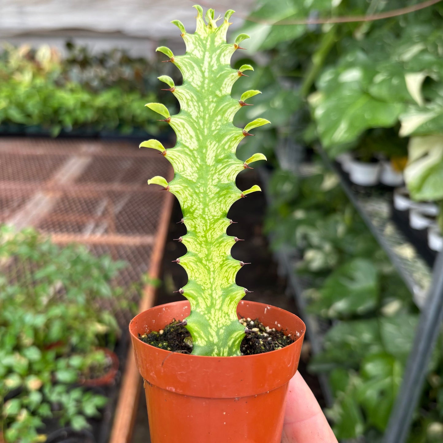 Variegated Euphorbia trigona Mint Cream succulent with lime variegation and red spines in orange pot on Tampa Home & Garden Store