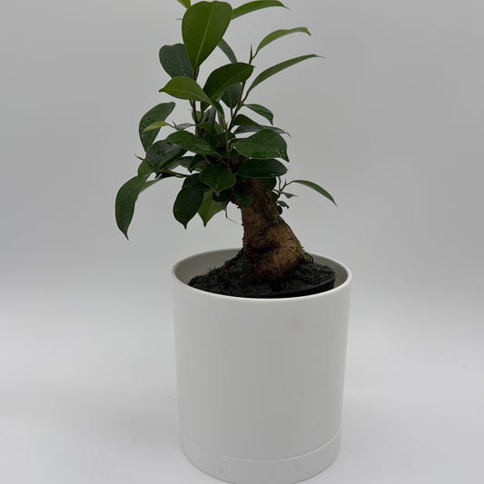 Ficus Ginseng Pre Bonsai
