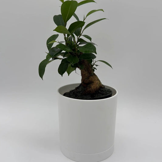 Ficus Ginseng pre-bonsai tree with thick gnarled trunk and glossy green leaves in a white pot on Tampa Home & Garden Store