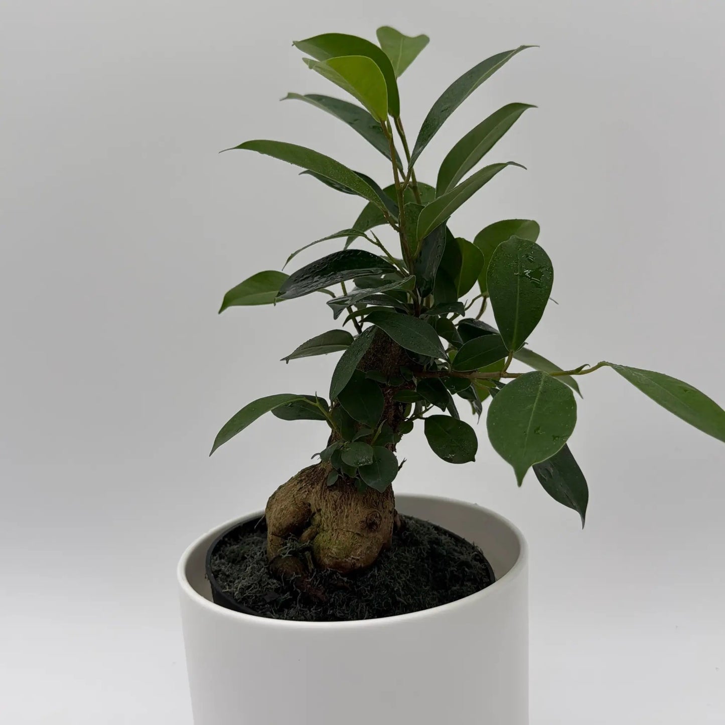 Ficus Ginseng Pre Bonsai Tree for Training with glossy green leaves in a white pot on Tampa Home & Garden Store