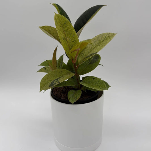 Variegated ZZ Plant Chameleon with yellow-green leaves in a white pot on Tampa Home & Garden Store