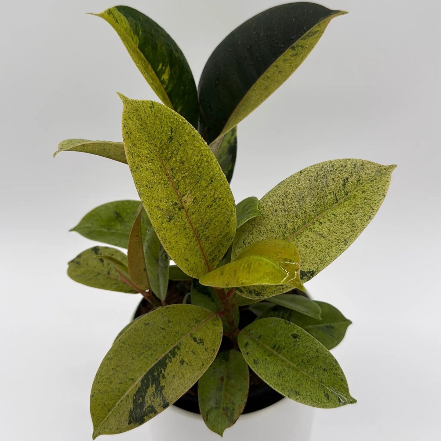 Variegated Zamioculcas 'Chameleon ZZ' - Tampa Home & Garden Store