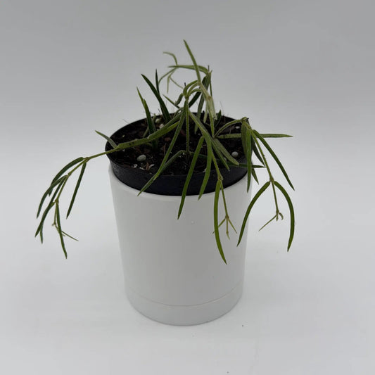 Hoya Linearis trailing plant with fuzzy slender green leaves in a white pot with a black rim on Tampa Home & Garden Store