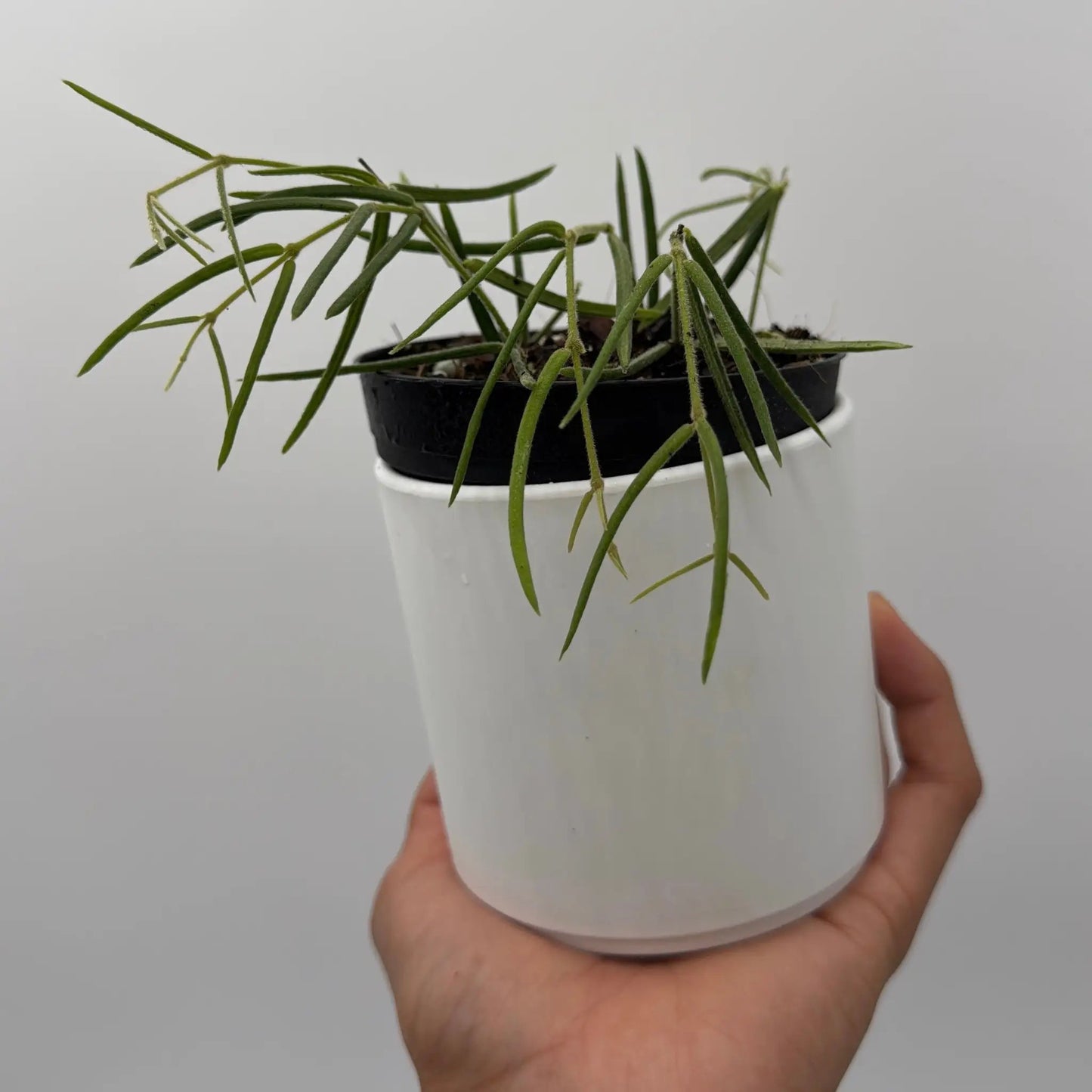 Hoya Linearis - Tampa Home & Garden Store