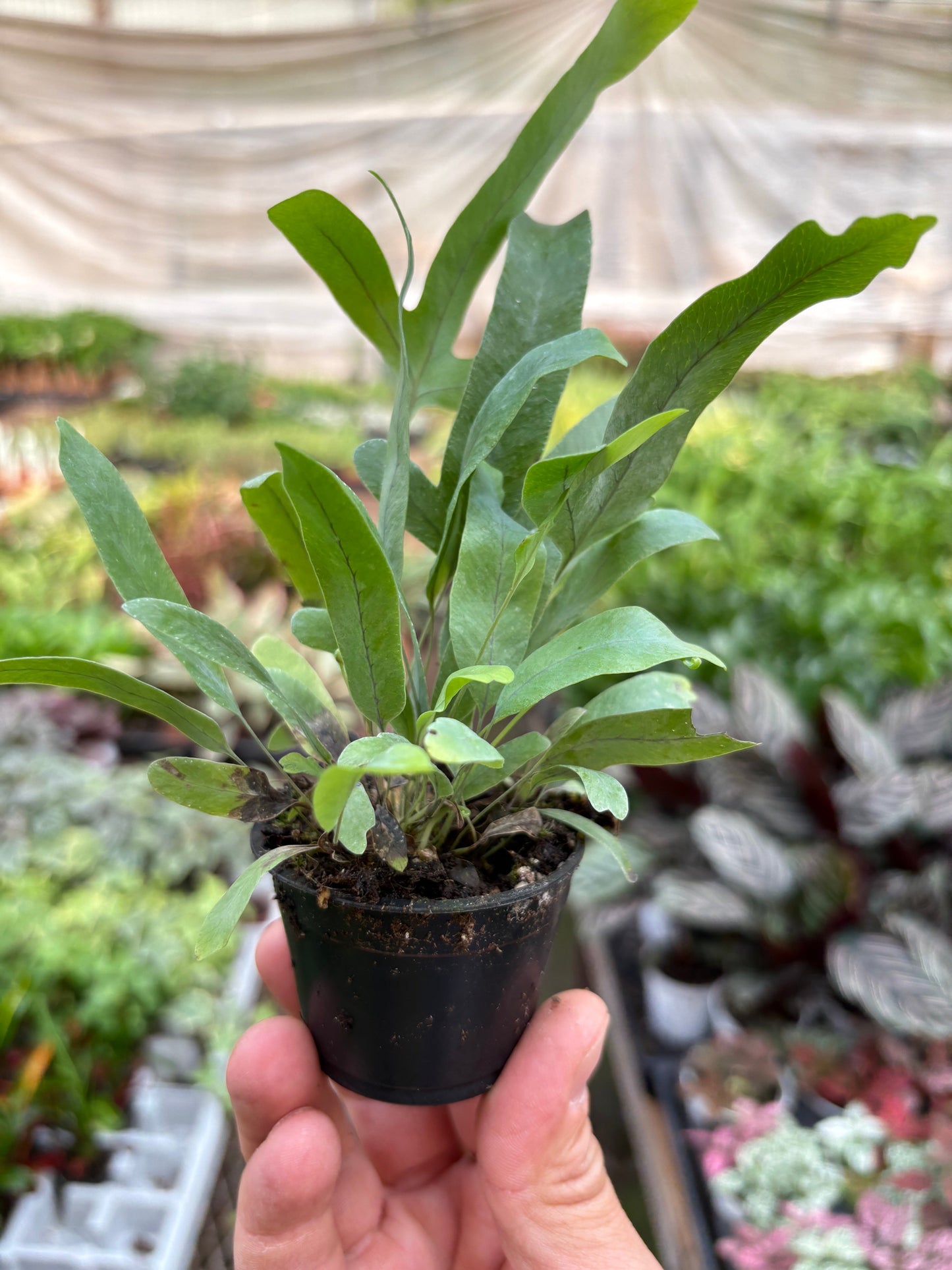 Fern Blue Star indoor plant with blue-green fronds in a small pot by Rooted Treasures Farms on Tampa Home & Garden Store