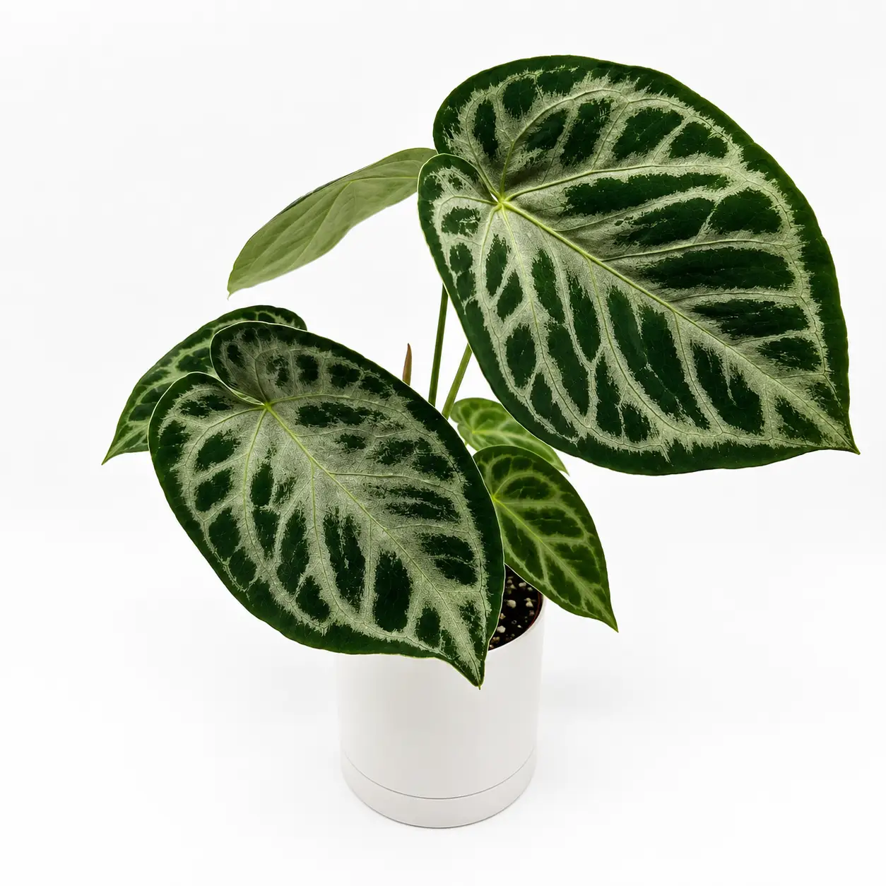 Anthurium Dorayakii Silver Blush Indoor Plant