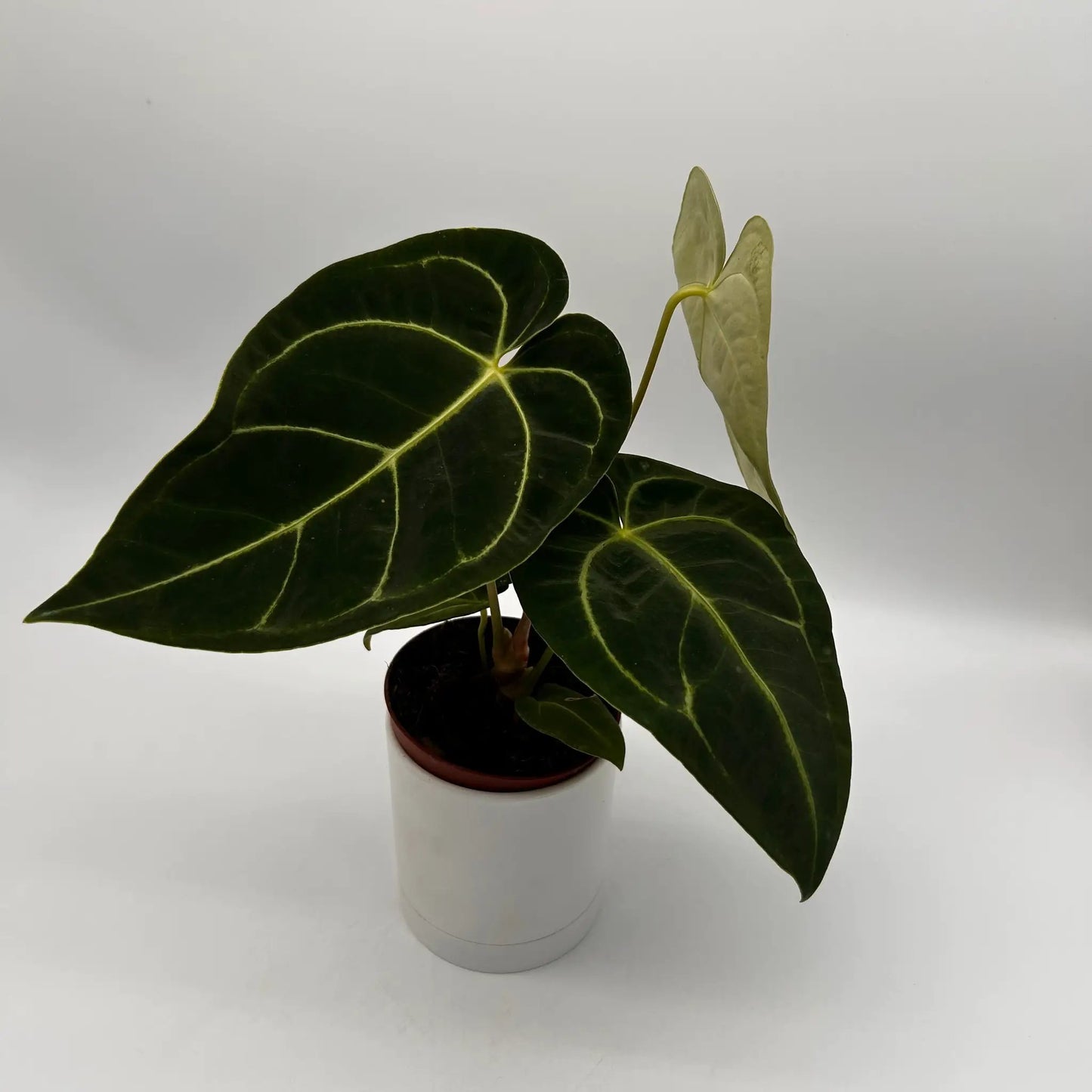 Anthurium Regale potted houseplant by RUNOPLANTS with dark green leaves and pale veins on Tampa Home & Garden Store