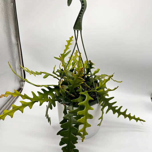 Fishbone Cactus Ric Rac Plant with Zigzag Stems