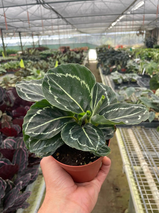 Calathea Green Goddess 4-inch Plant with variegated leaves on Tampa Home & Garden Store