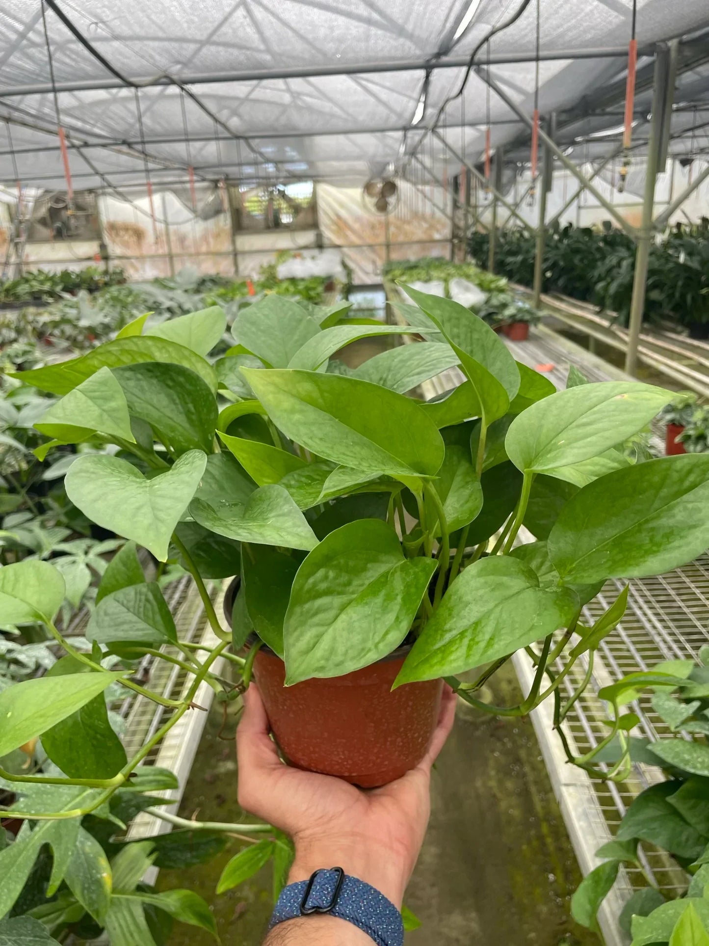Pothos Green Queen indoor plant in terracotta pot with lush green leaves Rooted Treasures Farms on Tampa Home & Garden Store