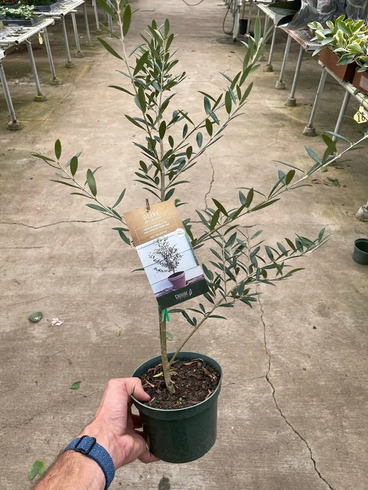 Common Olive Tree Olea europaea indoor plant with slender gray-green leaves in a small green pot on Tampa Home & Garden Store