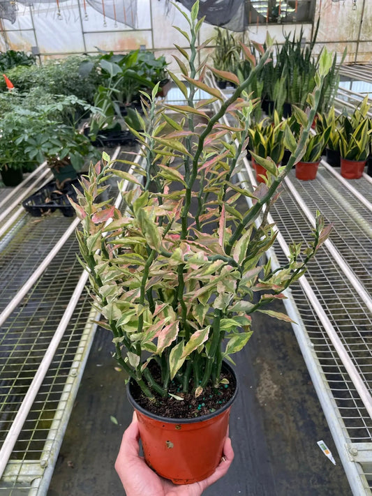 Variegated Devil's Backbone Euphorbia succulent with cream leaves on green stems in a pot on Tampa Home & Garden Store