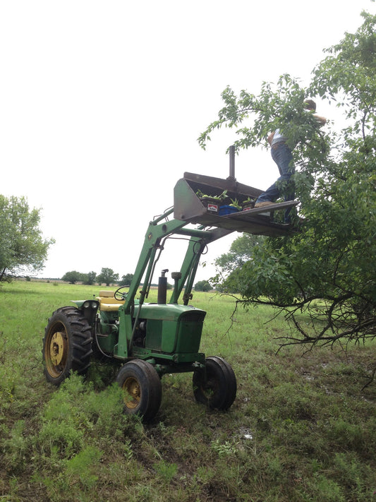 Hedge Apples/Osage Oranges insect and grub control on a green tractor with a man pruning a tree on Tampa Home & Garden Store