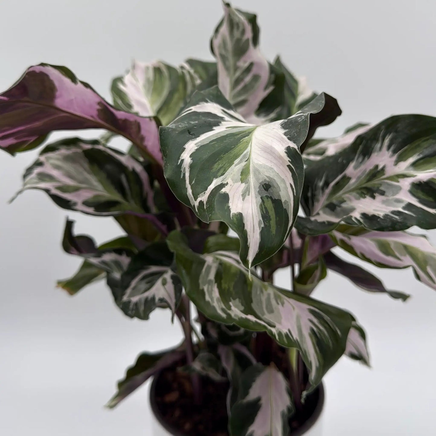 Calathea White Fusion plant with variegated green and white leaves and pink undersides in a pot on Tampa Home & Garden Store
