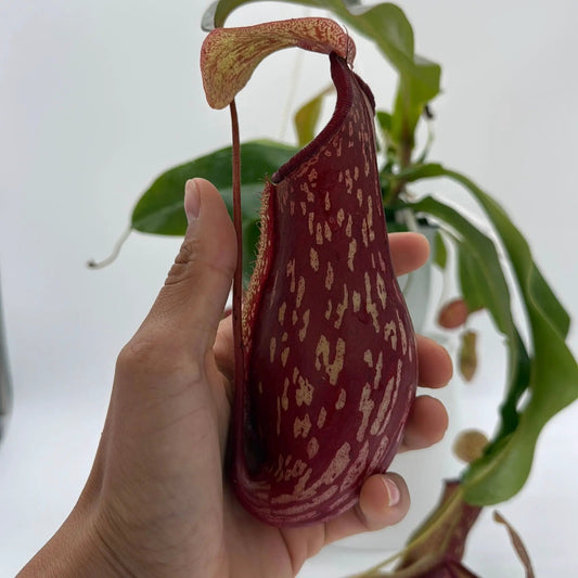 Nepenthes Gaya tropical pitcher plant red pitcher with pale speckles, close-up in hand on Tampa Home & Garden Store