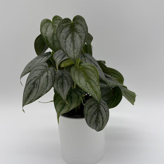 Philodendron Brandi plant with silver variegated leaves in a pot on Tampa Home & Garden Store