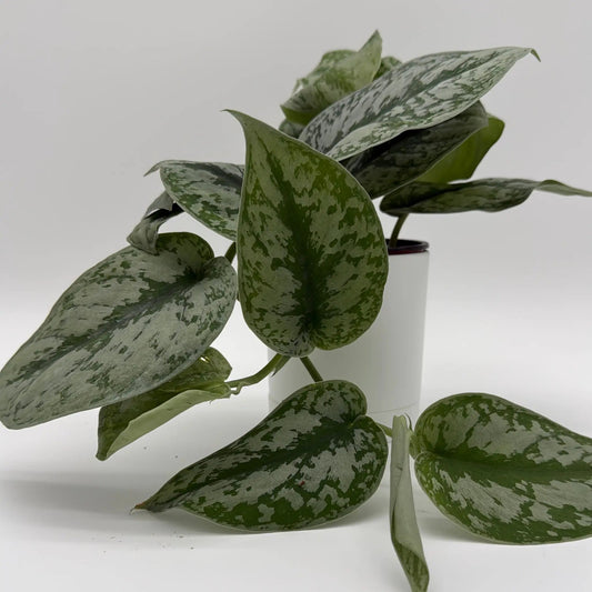 Silver pothos Scindapsus Exotica plant with mottled green-silver leaves in a white pot on Tampa Home & Garden Store