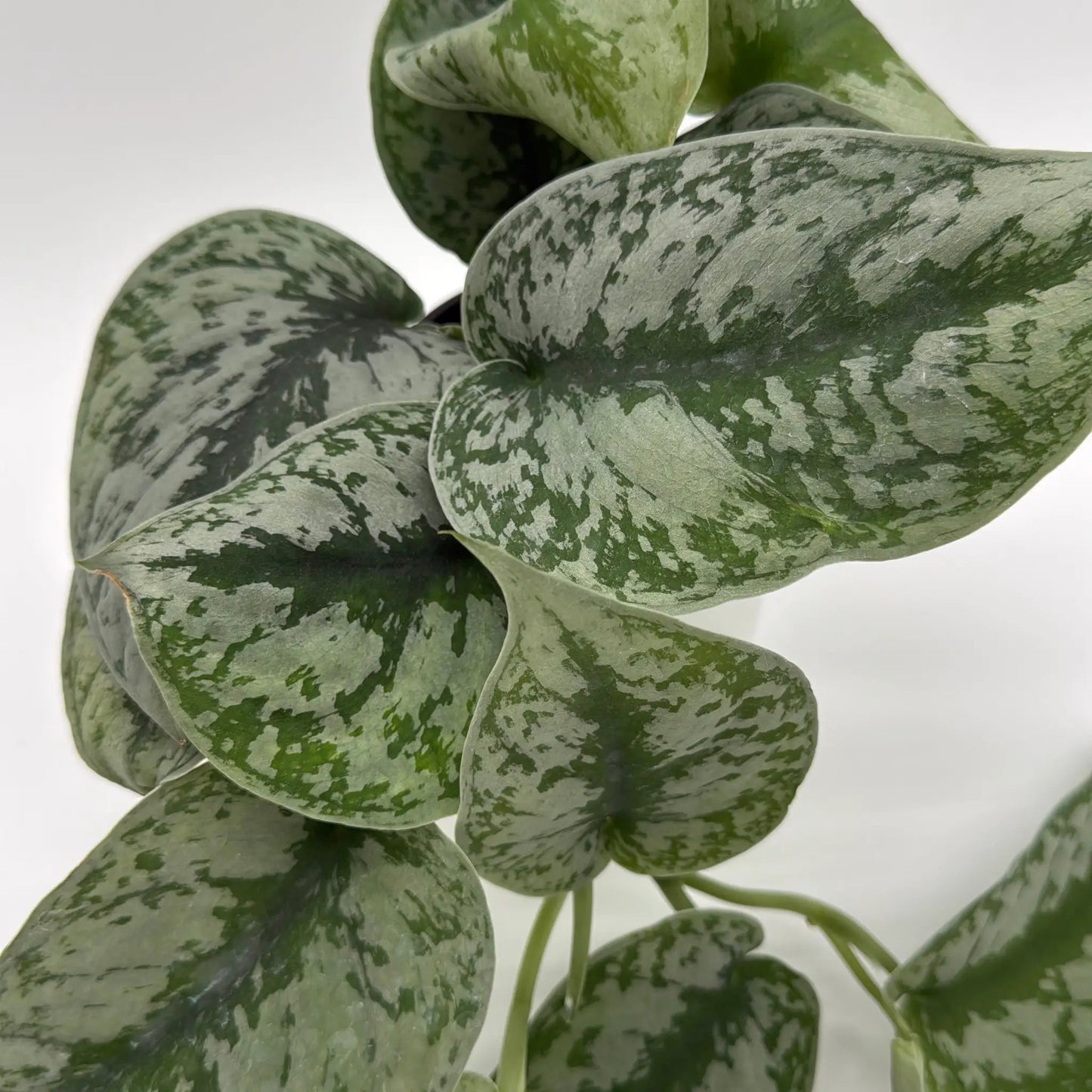 Silver Pothos (Scindapsus Exotica) - Tampa Home & Garden Store