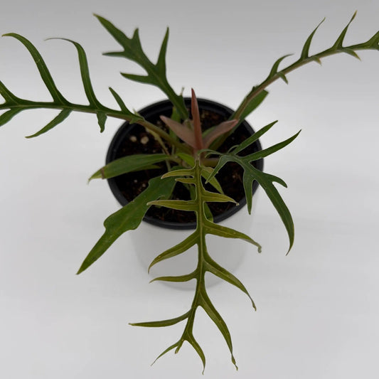 Philodendron Tortum airy skeletal leaves Rhaphidophora potted plant with lobed foliage on Tampa Home & Garden Store