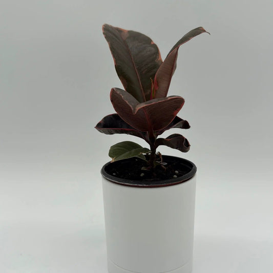 Ficus Elastica Ruby plant with dark red foliage in a white pot on Tampa Home & Garden Store