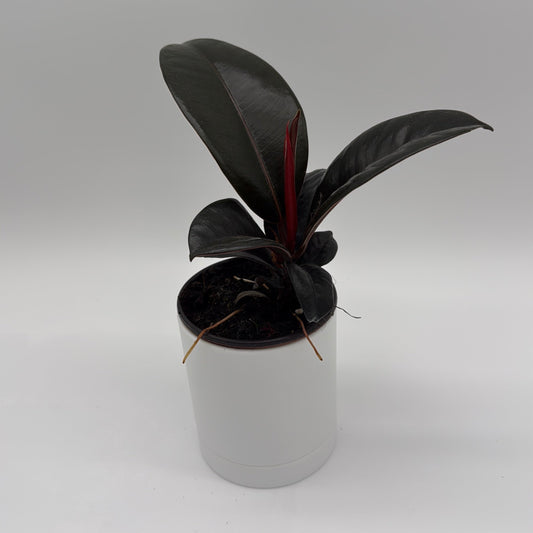 Ficus Elastica Burgundy