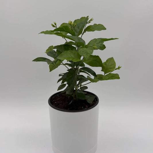 Jasmine bush with glossy green leaves in a white pot, indoor/outdoor potted plant RUNOPLANTS on Tampa Home & Garden Store