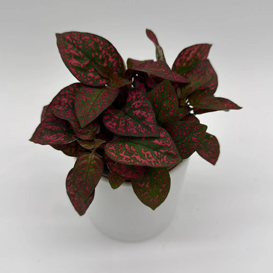 Polka Dot Plant Hypoestes phyllostachya with pink speckled green leaves on Tampa Home & Garden Store