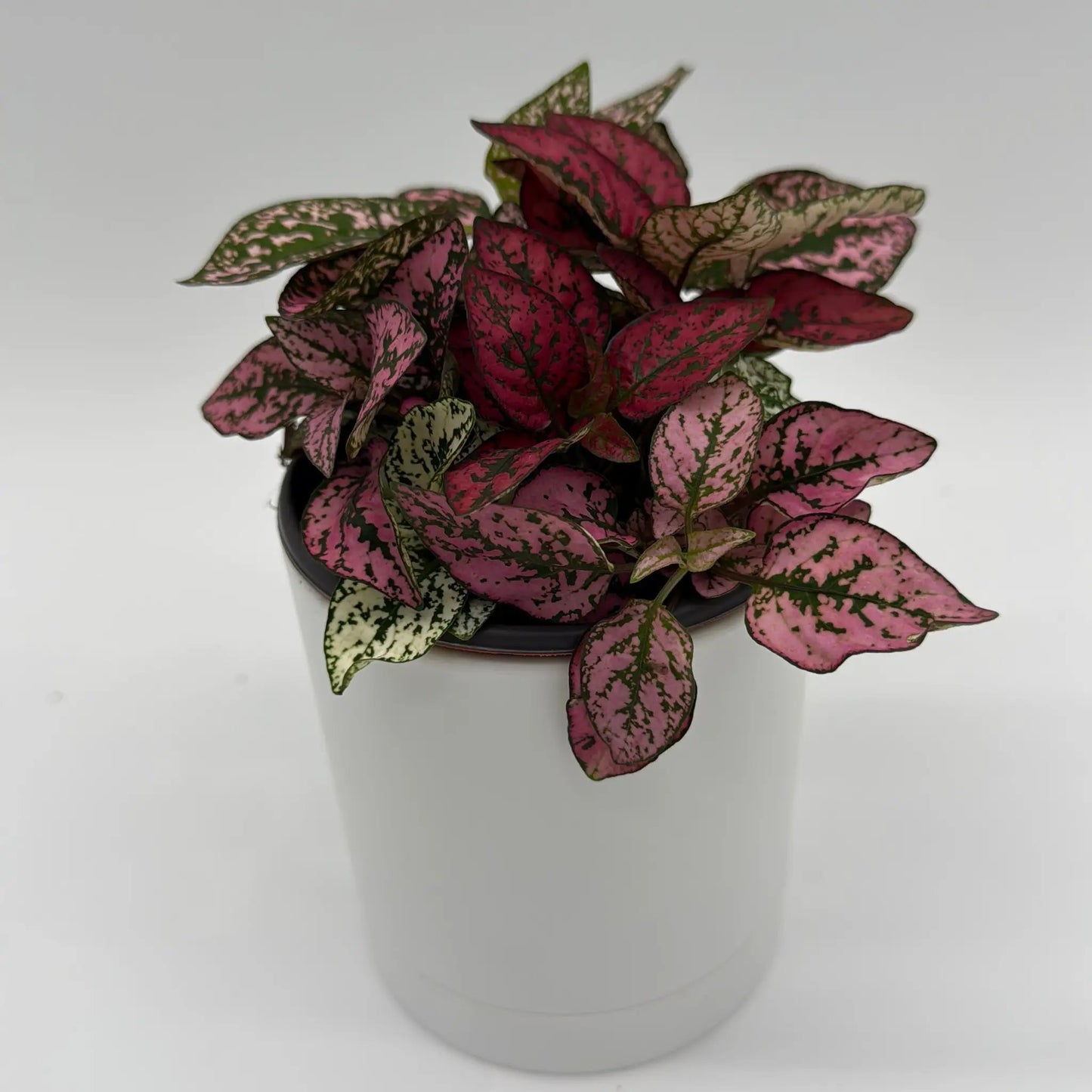 Polka Dot Plant Hypoestes pink-green variegated leaves in a white pot RUNOPLANTS on Tampa Home & Garden Store