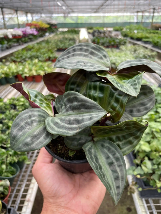 Geogenanthus Seersucker indoor plant with crinkled dark green leaves and light veins in a pot on Tampa Home & Garden Store