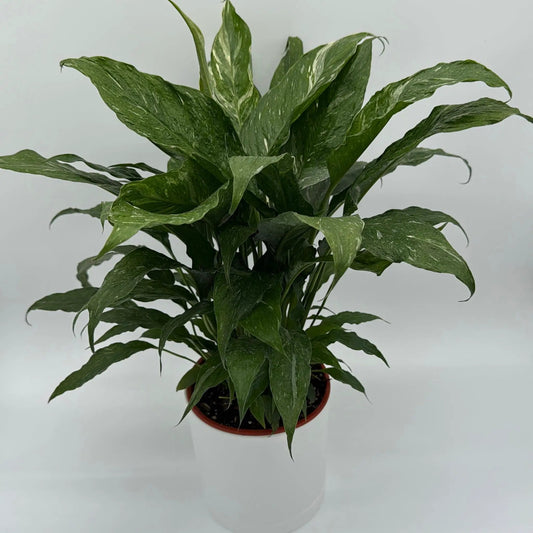 Variegated Peace Lily Domino plant with cream markings on green leaves in pot on Tampa Home & Garden Store