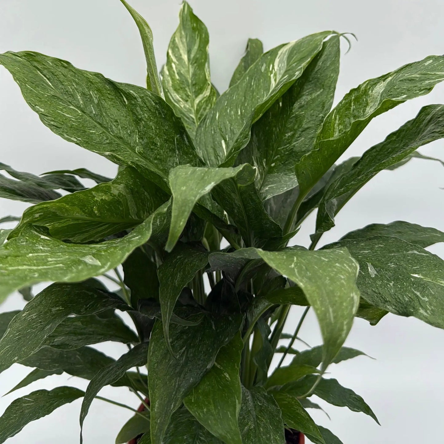 Variegated Peace Lily 'Domino' - Tampa Home & Garden Store