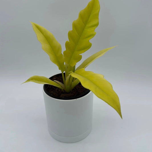 Rare Philodendron Golden Cocodrile plant with yellow leaves in a white pot RUNOPLANTS on Tampa Home & Garden Store
