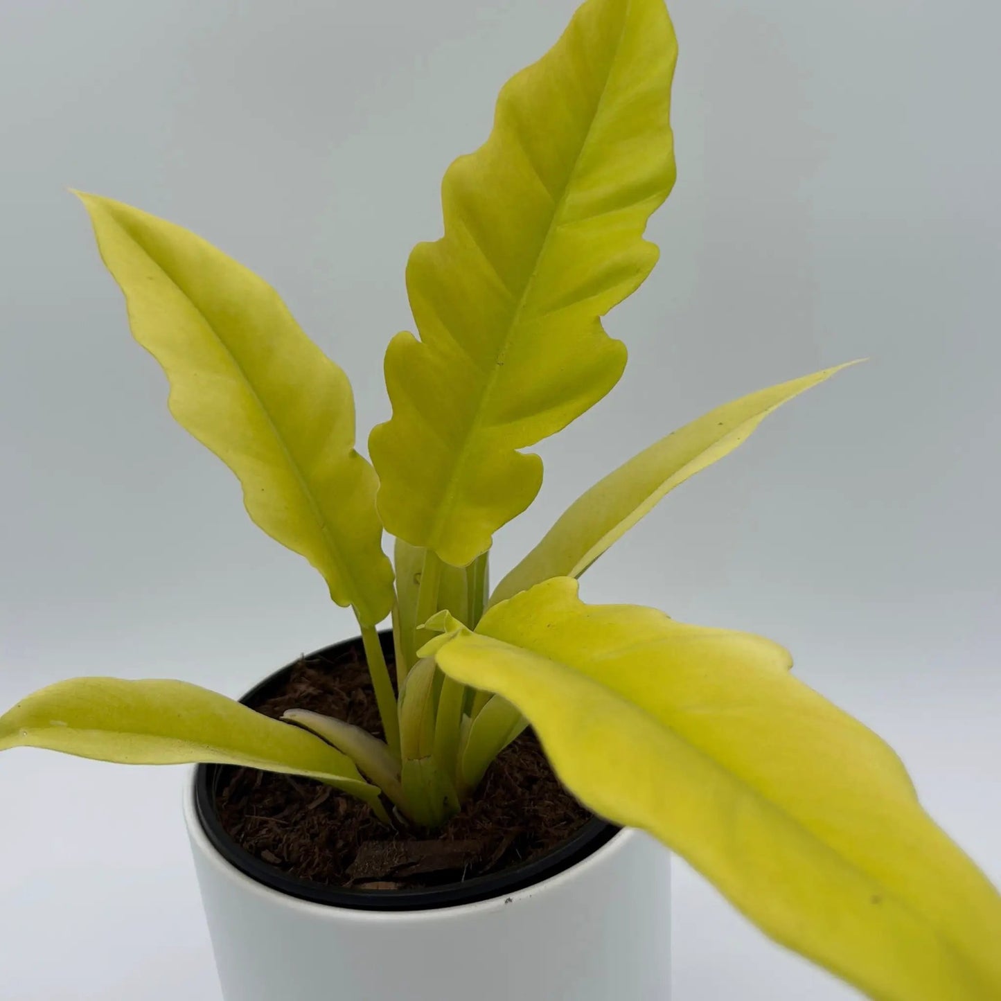 Philodendron Golden Cocodrile - Tampa Home & Garden Store