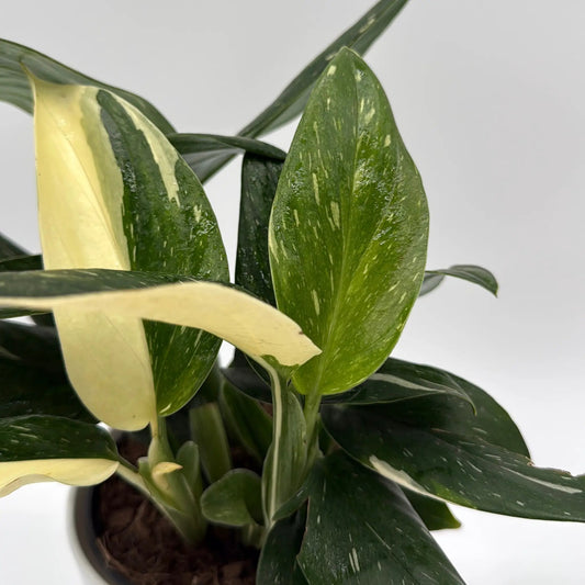 Variegated Monstera Cobra Albo plant with green leaves and yellow variegation RUNOPLANTS on Tampa Home & Garden Store