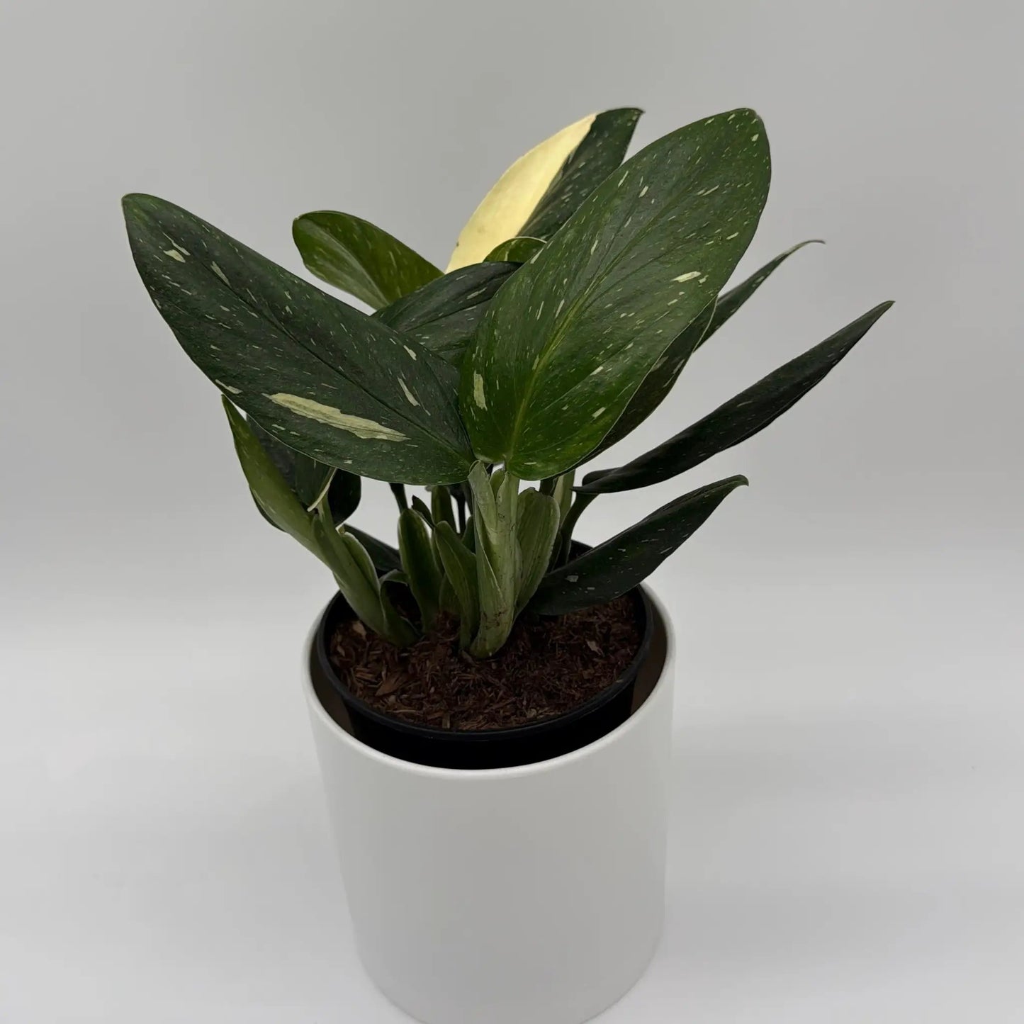 Variegated Monstera Cobra Albo - Tampa Home & Garden Store
