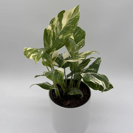 Variegated Monstera Lechleriana plant with green and cream variegated leaves in a pot on Tampa Home & Garden Store