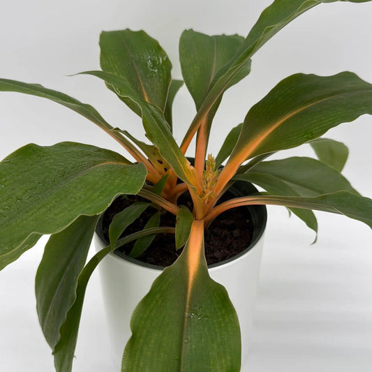 Chlorophytum Mandarin Fire Flash Spider Plant orange stems green leaves RUNOPLANTS potted plant on Tampa Home & Garden Store