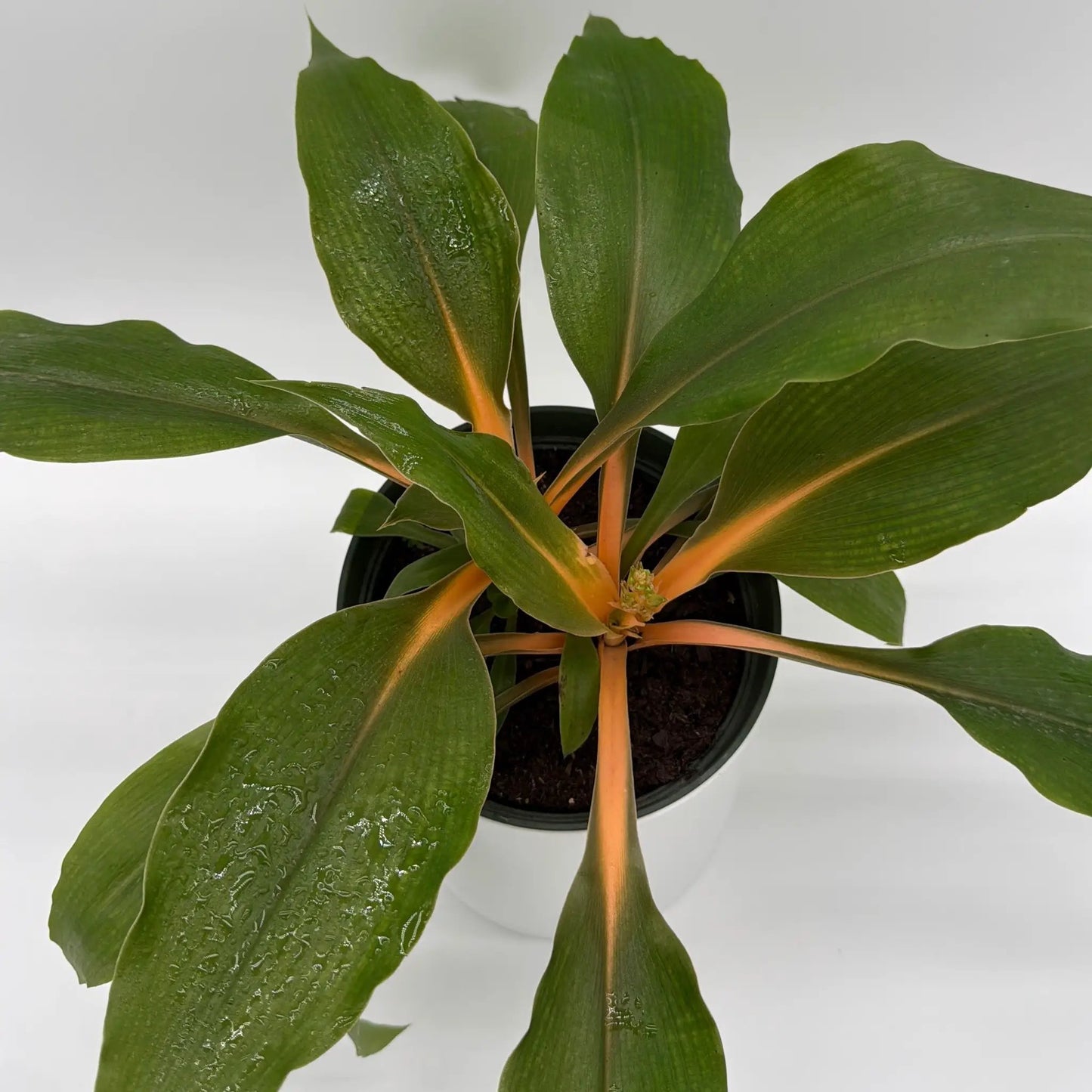 Chlorophytum 'Mandarin' (Fire Flash Spider Plant) - Tampa Home & Garden Store