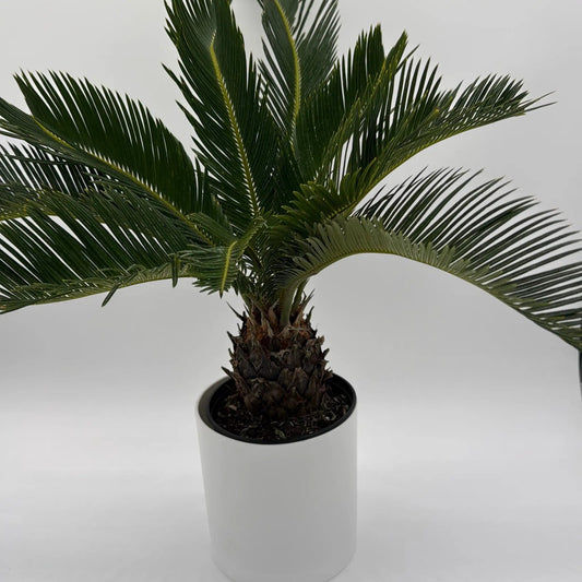 Sago Palm Cycad plant with dark green fronds in a white pot on Tampa Home & Garden Store
