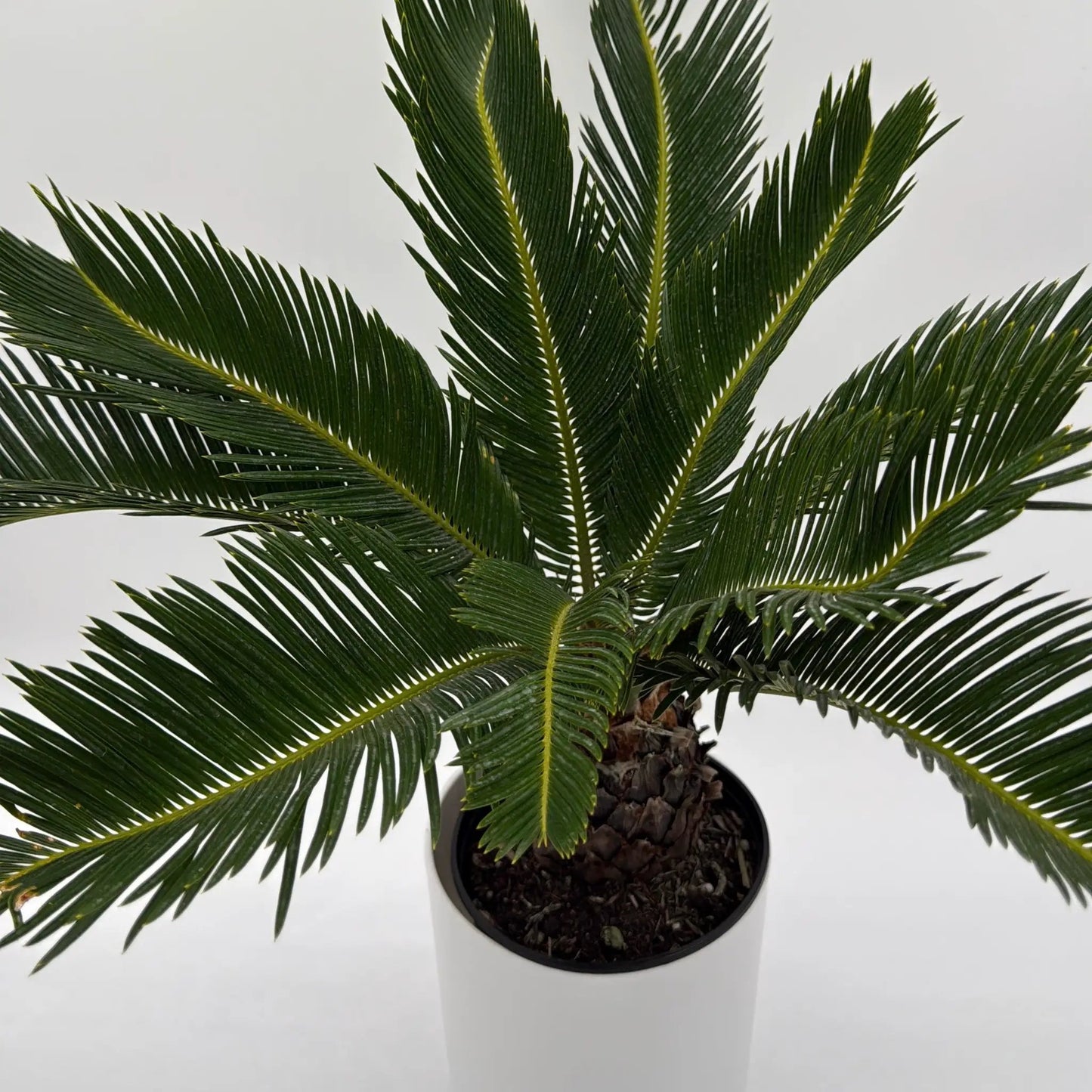 Sago Palm - Tampa Home & Garden Store
