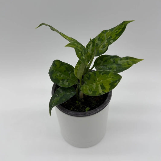 Aglaonema Pictum Tricolor camouflage houseplant with leaves in black pot RUNOPLANTS on Tampa Home & Garden Store