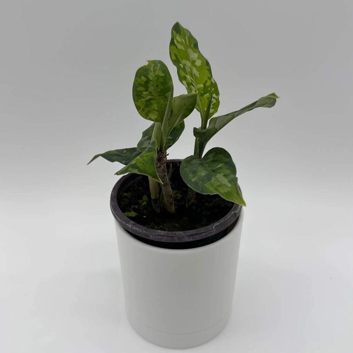 Aglaonema Pictum Tricolor camouflage houseplant with variegated green leaves in a white pot on Tampa Home & Garden Store