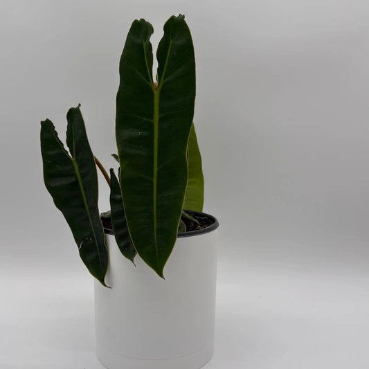 Philodendron Billietiae rare tropical houseplant with dark green leaves in a white pot RUNOPLANTS on Tampa Home & Garden Store