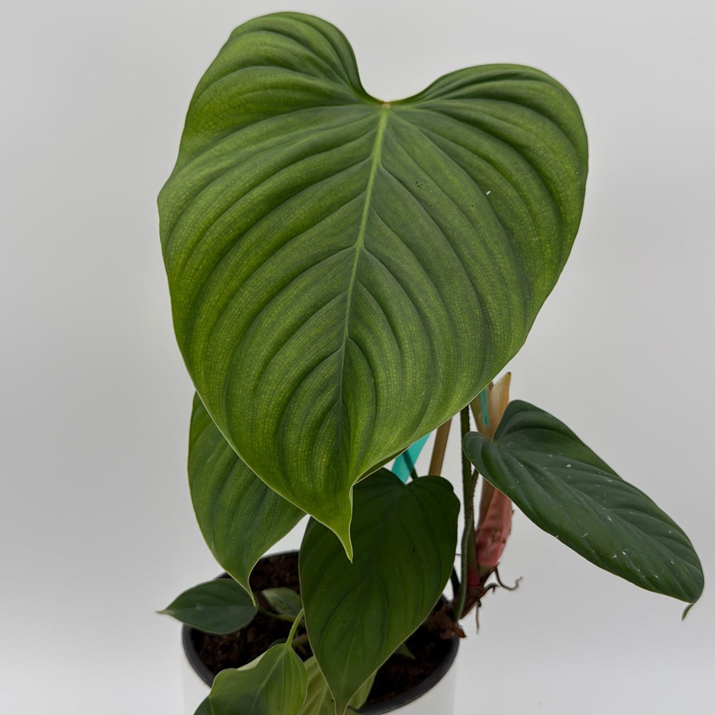 Philodendron Fuzzy Petiole - Tampa Home & Garden Store