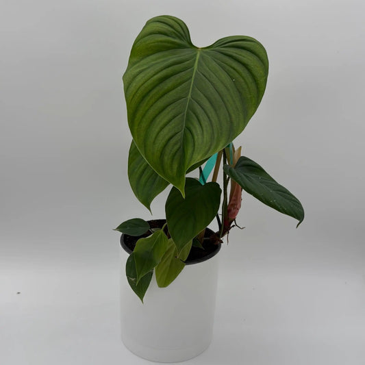 Philodendron Fuzzy Petiole Velvety Stems with large green leaves in a pot RUNOPLANTS on Tampa Home & Garden Store